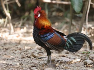 Red Junglefowl, 红原鸡, Gallus gallus-gallery-37