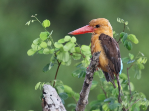 Brown-winged Kingfisher, 褐翅翡翠, Pelargopsis amauroptera-gallery-14