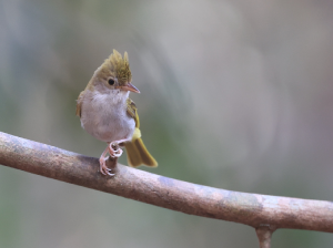 White-bellied Erpornis, 白腹凤鹛, Erpornis zantholeuca-gallery-17