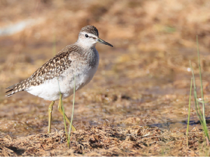 Wood Sandpiper, 林鹬, Tringa glareola-gallery-35