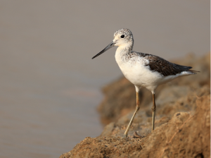 Common Greenshank, 青脚鹬, Tringa nebularia-gallery-10