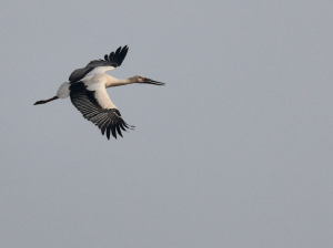 Oriental Stork, 东方白鹳, Ciconia boyciana-gallery-28