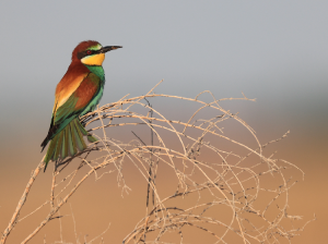 European Bee-eater, 黄喉蜂虎, Merops apiaster-gallery-56