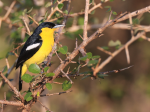Common Iora, 黑翅雀鹎, Aegithina tiphia-gallery-31