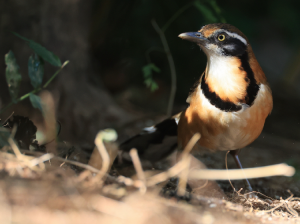 Lesser Necklaced Laughingthrush, 小黑领噪鹛, Garrulax monileger-gallery-20