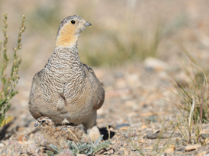 Tibetan Sandgrouse, 西藏毛腿沙鸡, Syrrhaptes tibetanus-gallery-49