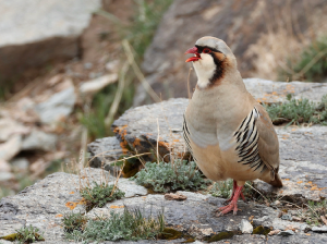 Przevalski’s Partridge, 大石鸡, Alectoris magna-gallery-4