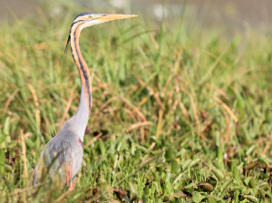 Purple Heron, 草鹭, Ardea purpurea-gallery-45