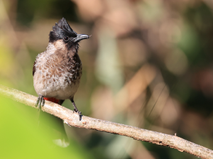 Red-vented Bulbul, 黑喉红臀鹎, Pycnonotus cafer-gallery-23