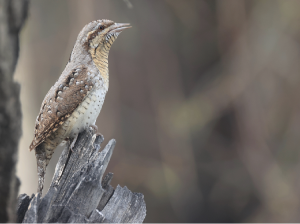 Eurasian Wryneck, 蚁?, Jynx torquilla-gallery-14