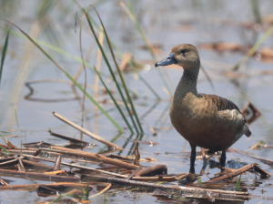 Lesser Whistling Duck, 栗树鸭, Dendrocygna javanica-gallery-40