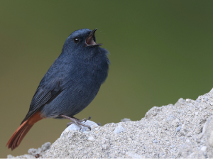 Plumbeous Water Redstart, 红尾水鸲, Phoenicurus fuliginosus-gallery-49