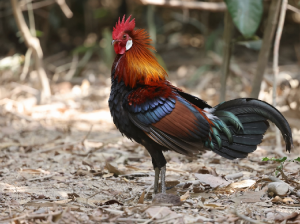 Red Junglefowl, 红原鸡, Gallus gallus-gallery-17
