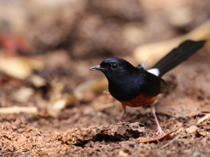 White-rumped Shama, 白腰鹊鸲, Copsychus malabaricus-gallery-41