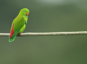 Vernal Hanging Parrot, 短尾鹦鹉, Loriculus vernalis-gallery-5