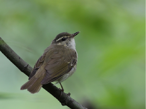 Large-billed Leaf Warbler, 乌嘴柳莺, Phylloscopus magnirostris-gallery-27