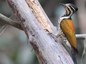 Common Flameback, 金背三趾啄木鸟, Dinopium javanense-gallery-26
