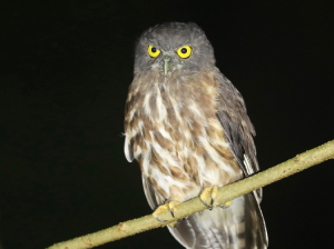 Brown Hawk Owl, 鹰鸮, Ninox scutulata-gallery-18