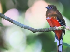 Red-headed Trogon, 红头咬鹃, Harpactes erythrocephalus-gallery-0