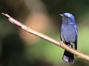 Large Niltava, 大仙鹟, Niltava grandis-gallery-41