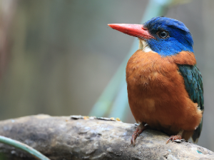 Green-backed Kingfisher, 绿背翡翠, Actenoides monachus-gallery-3