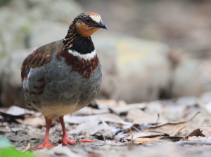 White-necklaced Partridge, 白眉山鹧鸪, Arborophila gingica-gallery-5