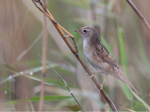 Marsh Grassbird, 斑背大尾莺, Helopsaltes pryeri-gallery-44