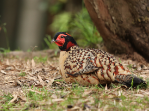 Cabot’s Tragopan, 黄腹角雉, Tragopan caboti-gallery-15