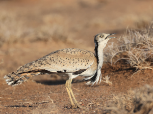 MacQueen’s Bustard, 波斑鸨, Chlamydotis macqueenii-gallery-22