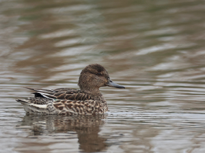 Eurasian Teal, 绿翅鸭, Anas crecca-gallery-42