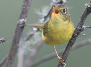 Whistler’s Warbler, 韦氏鹟莺, Phylloscopus whistleri-gallery-33