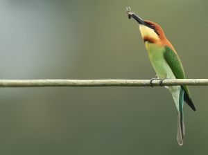 Chestnut-headed Bee-eater, 栗头蜂虎, Merops leschenaulti-gallery-11