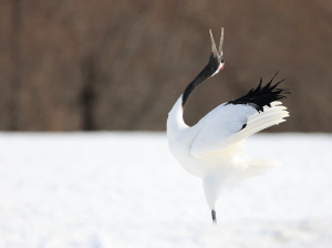 Red-crowned Crane, 丹顶鹤, Grus japonensis-gallery-37