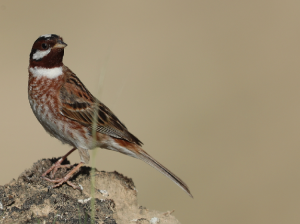 Pine Bunting, 白头鹀, Emberiza leucocephalos-gallery-24