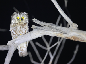 Boreal Owl, 鬼鸮, Aegolius funereus-gallery-2