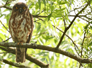 Brown Hawk Owl, 鹰鸮, Ninox scutulata-gallery-44