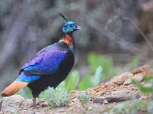 Himalayan Monal, 棕尾虹雉, Lophophorus impejanus-gallery-17
