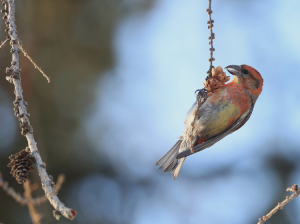 Red Crossbill, 红交嘴雀, Loxia curvirostra-gallery-74