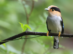 Silver-breasted Broadbilll, 银胸丝冠鸟, Serilophus lunatus-gallery-8