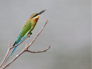 Blue-tailed Bee-eater, 栗喉蜂虎, Merops philippinus-gallery-55