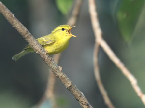 Hainan Leaf Warbler, 海南柳莺, Phylloscopus hainanus-gallery-2