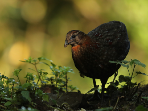 Temminck’s Tragopan, 红腹角稚, Tragopan temminckii-gallery-16