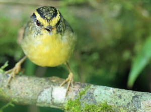 Yellow-throated Fulvetta, 黄喉雀鹛, Alcippe cinerea-gallery-15