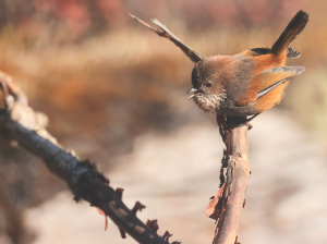 Brown-throated Fulvetta, 路德雀鹛, Fulvetta ludlowi-gallery-25