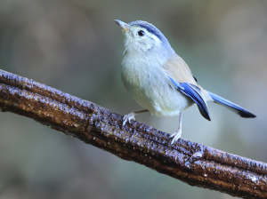 Blue-winged Minla, 蓝翅希鹛, Actinodura cyanouroptera-gallery-49