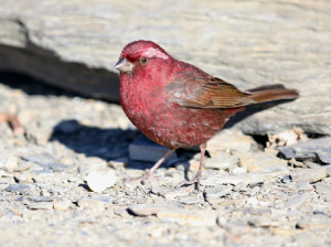 Taiwan Rosefinch, 台湾朱雀, Carpodacus formosanus-gallery-12