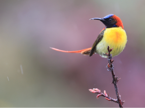 Fire-tailed Sunbird, 火尾太阳鸟, Aethopyga ignicauda-gallery-30