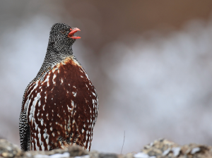 Snow Partridge, 雪鹑, Lerwa lerwa-gallery-7