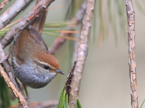 Grey-sided Bush Warbler, 棕顶树莺, Cettia brunnifrons-gallery-35