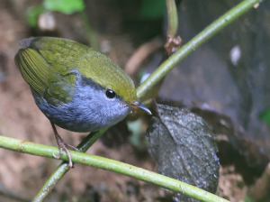Grey-bellied Tesia, 灰腹地莺, Tesia cyaniventer-gallery-25